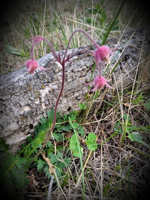 Prairie Smoke